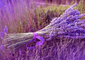 Какви са полезните свойства на лавандулата?
