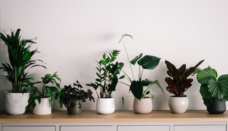 Как да изберете подходящи растения за дома ви?